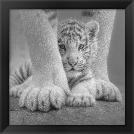 Framed White Tiger Cub - Sheltered - B&amp;W Print