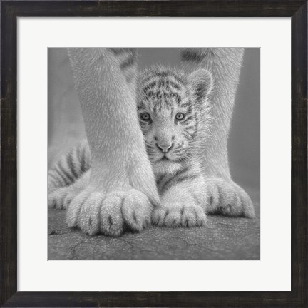 Framed White Tiger Cub - Sheltered - B&amp;W Print