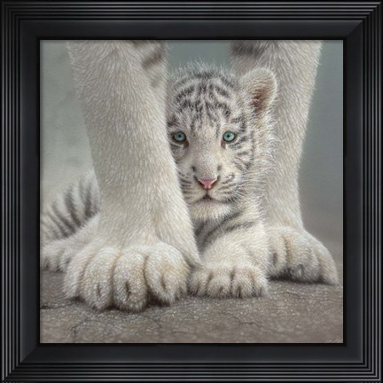 Framed White Tiger Cub - Sheltered Print