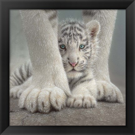 Framed White Tiger Cub - Sheltered Print