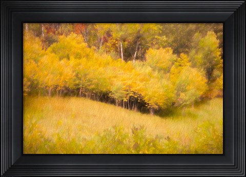 Framed Fall Thicket Print