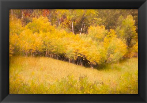 Framed Fall Thicket Print