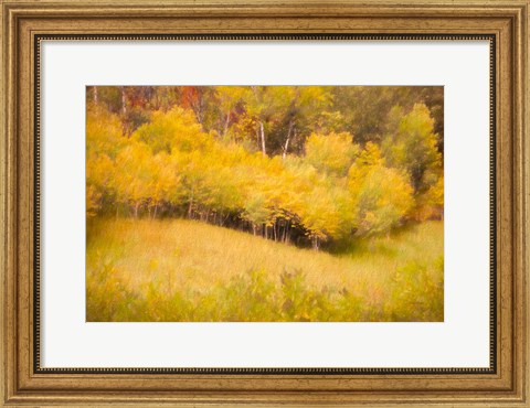 Framed Fall Thicket Print