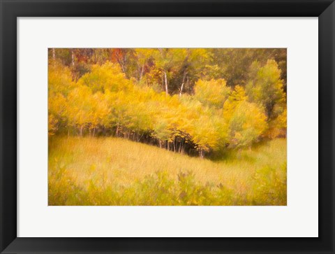 Framed Fall Thicket Print