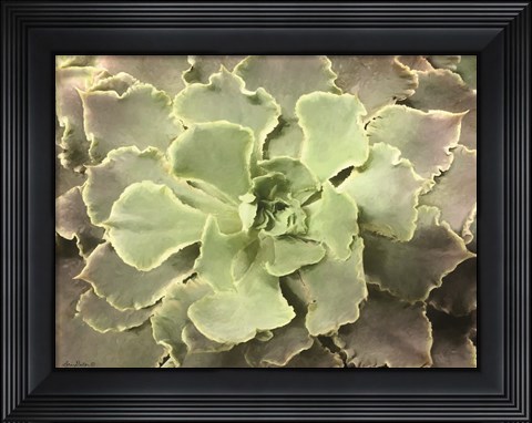 Framed Glowing Succulent II Print