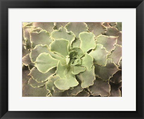 Framed Glowing Succulent II Print