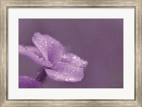 Framed Purple Dew Print