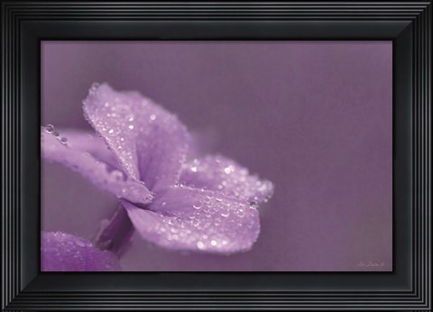 Framed Purple Dew Print