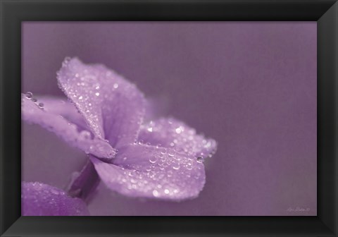 Framed Purple Dew Print