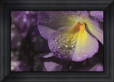 Framed Purple Pansy Print