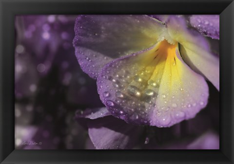 Framed Purple Pansy Print