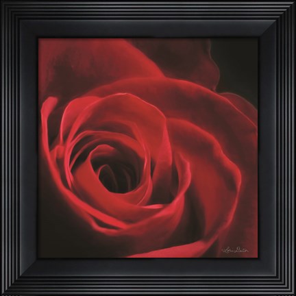 Framed Red Rose I Print
