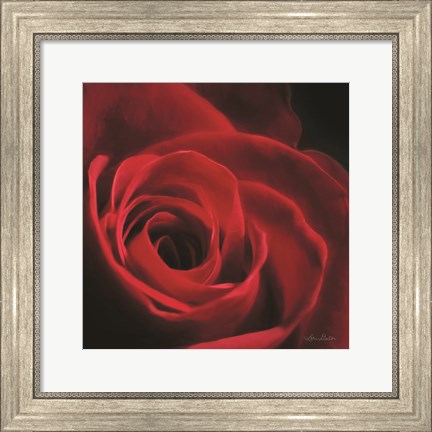 Framed Red Rose I Print