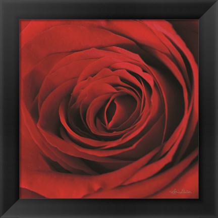 Framed Red Rose II Print