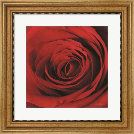 Framed Red Rose II Print