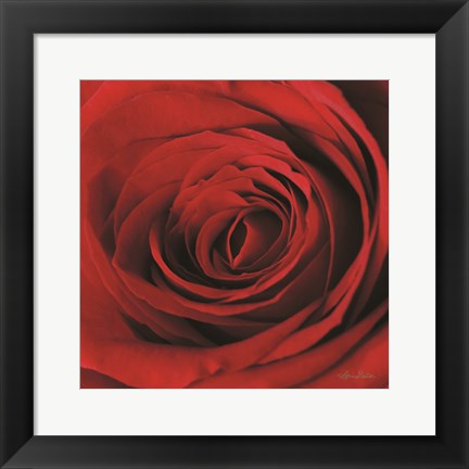 Framed Red Rose II Print