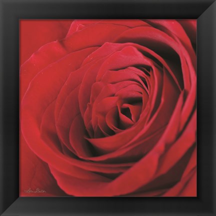 Framed Red Rose III Print