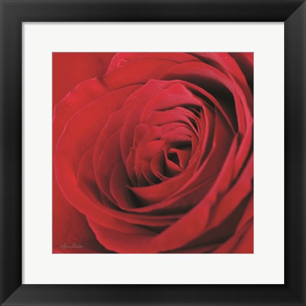 Framed Red Rose III Print