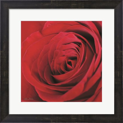 Framed Red Rose III Print