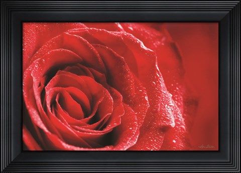Framed Red Rose After Rain Print