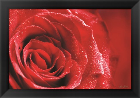 Framed Red Rose After Rain Print