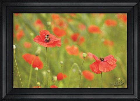 Framed Filed of Poppies Print