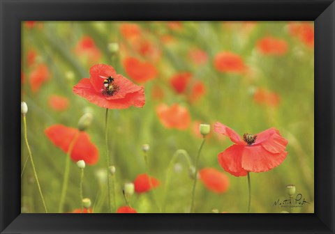 Framed Filed of Poppies Print