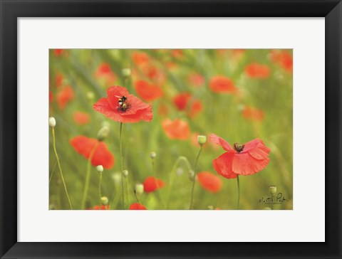 Framed Filed of Poppies Print