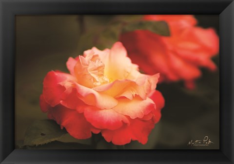 Framed Roses Print