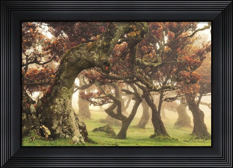 Framed Fanal Print