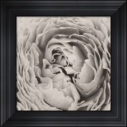 Framed BW Peony Print