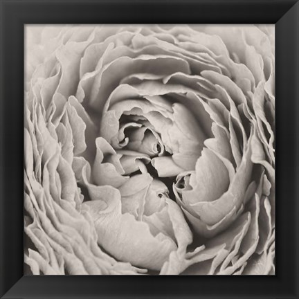 Framed BW Peony Print