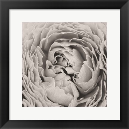 Framed BW Peony Print