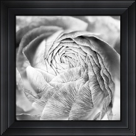 Framed Ranunculus Abstract II BW Light Print