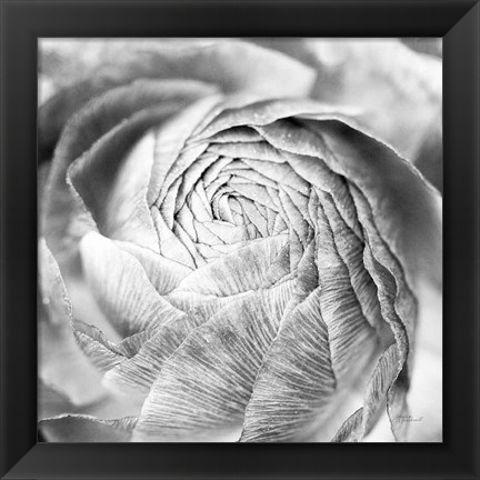 Framed Ranunculus Abstract II BW Light Print