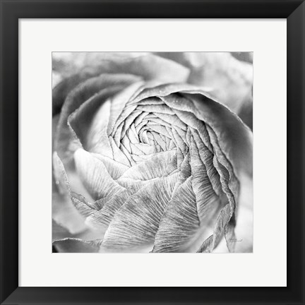 Framed Ranunculus Abstract II BW Light Print