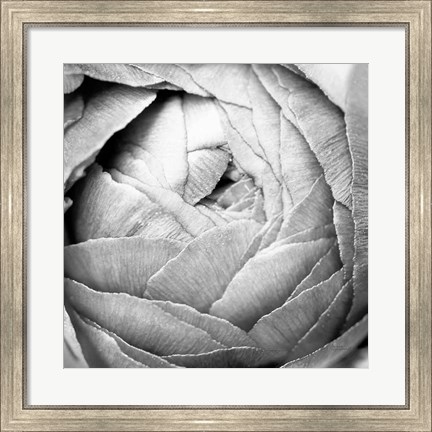 Framed Ranunculus Abstract III BW Light Print