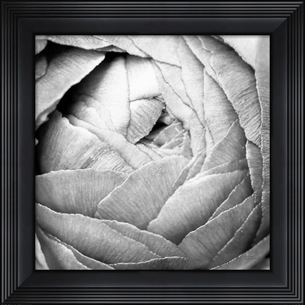 Framed Ranunculus Abstract III BW Light Print