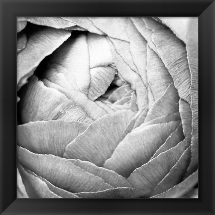 Framed Ranunculus Abstract III BW Light Print