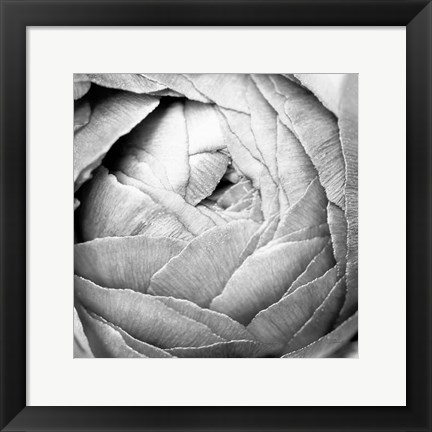 Framed Ranunculus Abstract III BW Light Print