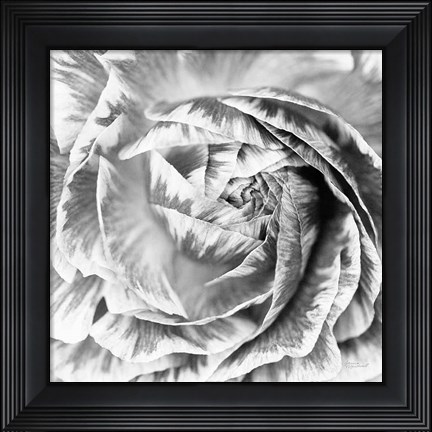 Framed Ranunculus Abstract IV BW Light Print