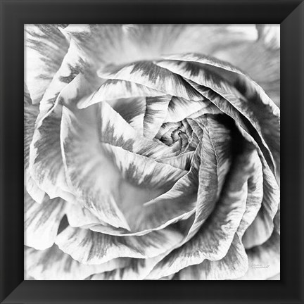 Framed Ranunculus Abstract IV BW Light Print