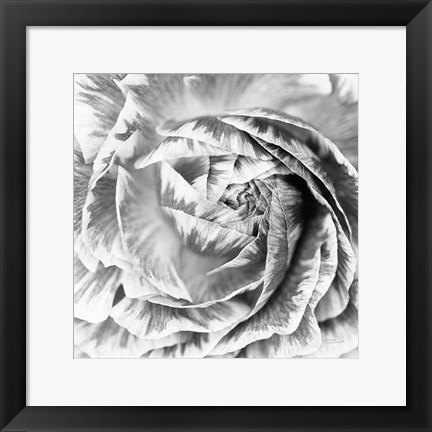 Framed Ranunculus Abstract IV BW Light Print