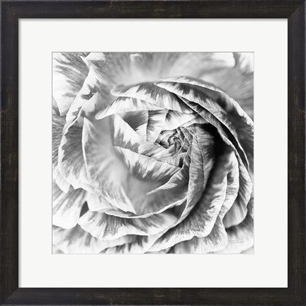 Framed Ranunculus Abstract IV BW Light Print