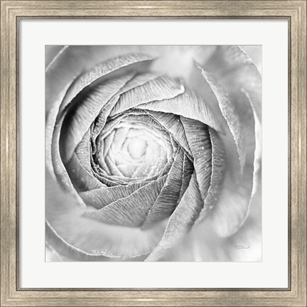 Framed Ranunculus Abstract I BW Light Print