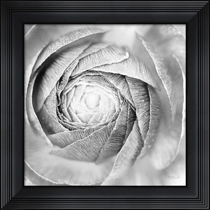 Framed Ranunculus Abstract I BW Light Print
