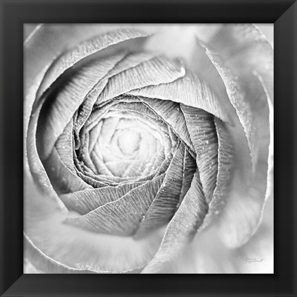 Framed Ranunculus Abstract I BW Light Print