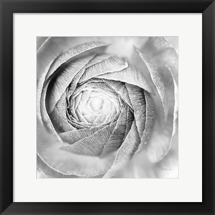 Framed Ranunculus Abstract I BW Light Print