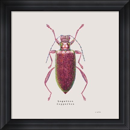 Framed Adorning Coleoptera VI Sq Claret Print