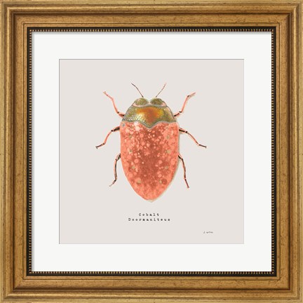 Framed Adorning Coleoptera V Sq Camelia Print